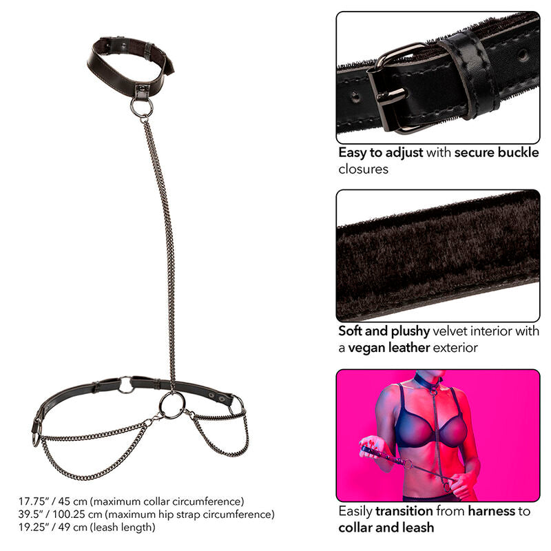 Licou et collier à chaîne