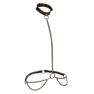 Licou et collier à chaîne