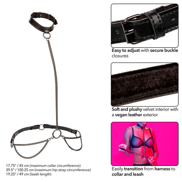 Licou et collier à chaîne