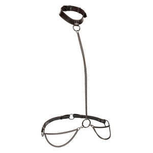 Licou et collier à chaîne Plus